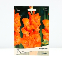 Гладиолус крупноцветковый &laquo;Эдванс&raquo;, луковица цветов в пакете с перфорацией, р-р 10/12, 3 шт.