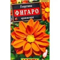 Семена цветов Георгина Фигаро махровая оранжевая , Ц/П,7 шт.