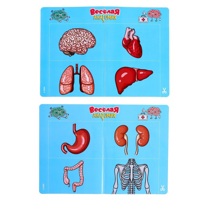 Настольная игра «Весёлая анатомия», работает от батареек, от 1 игрока, 5+ Настольная игра «Весёлая анатомия», работает от батареек, от 1 игрока, 5+