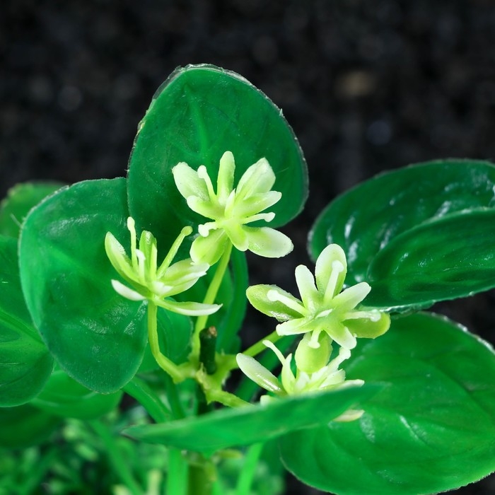 Растение искусственное аквариумное, 10 см, зелёное Растение искусственное аквариумное, 10 см, зелёное