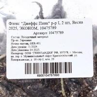 Флокс "Джеффс Пинк" р-р I, 2 шт, Весна 2025, ЭКОНОМ,