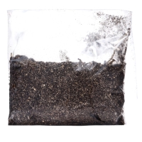 Лилия Азиатская Кашпо "Happy Snow ", р-р 12/14, 2 шт, Весна 2025, ЭКОНОМ,