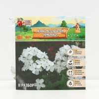 Флокс метельчтый Rembrandt корневище в пакете с торфогрунтом, р-р II, 2 шт.