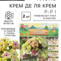 Флокс &laquo;Крем де ля Крем&raquo; корневище в пакете с торфогрунтом, р-р I, 2 шт.