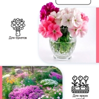 Флокс метельчатый &laquo;Тенор&raquo;, корневище в пакете с торфогрунтом, р-р I, 2 шт.