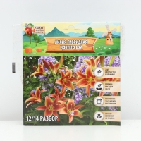 Лилия гибридная &laquo;Монтего Бэй&raquo;, луковица в пакете с перфорацией, р-р 14/16, 2 шт.