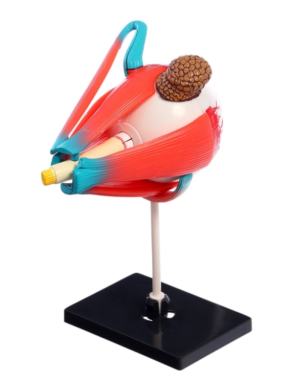 ЭВРИКИ Набор для опытов "Строение глаза", анатомическая модель