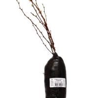 Барбарис Тунберга &laquo;Розетта&raquo; ,саженец, 1 шт., туба