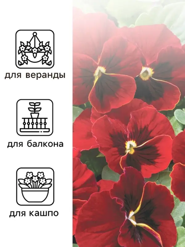 Семена Виола "Красное вино", 0,1 г