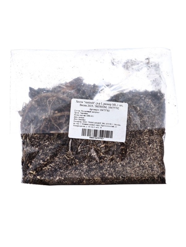 Хоста "Antioch", р-р I, размер ML,1 шт, Весна 2025, ЭКОНОМ,