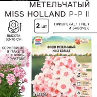 Флокс метельчтый Miss holland корневище в пакете с торфогрунтом, р-р II, 2 шт.