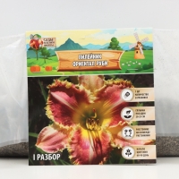 Лилейник Oriental Ruby, многолетник, корневище в пакете с торфогрунтом, р-р I, 1 шт.