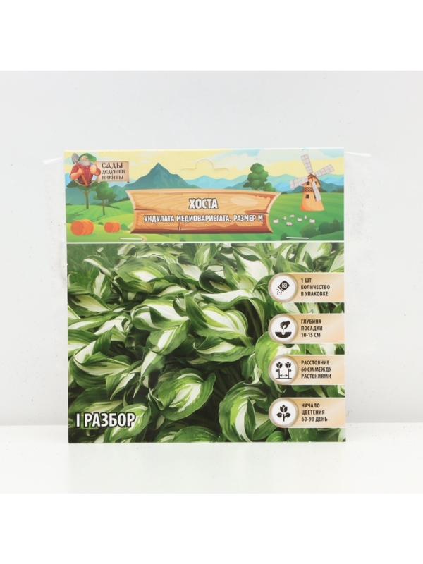 Хоста Undulata Mediovariegata, корневище в пакете с торфогрунтом, р-р I, размер M,1 шт.