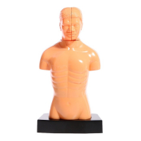 Научный опыт &laquo;Строение тела&raquo;