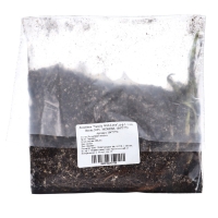 Лилейник "Vanilla With Love", р-р I, 1 шт, Весна 2025, ЭКОНОМ,