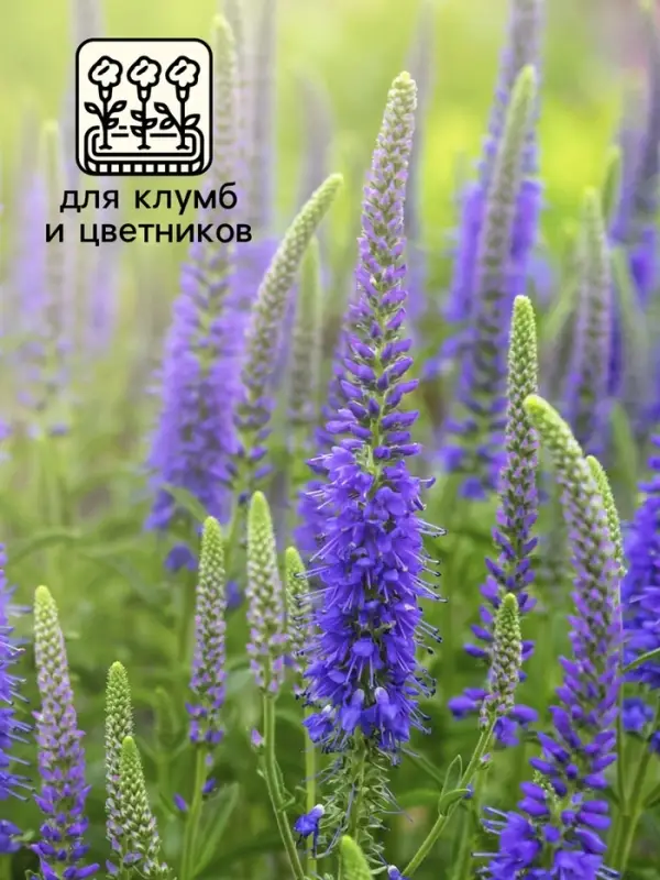 Семена Вероника "Синяя", ц/п,   0,02 г