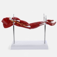 Макет "Рука, мышечное строение" 38см Макет "Рука, мышечное строение" 38см