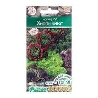 Семена Молодило "Хиппи Чикс",  5 шт