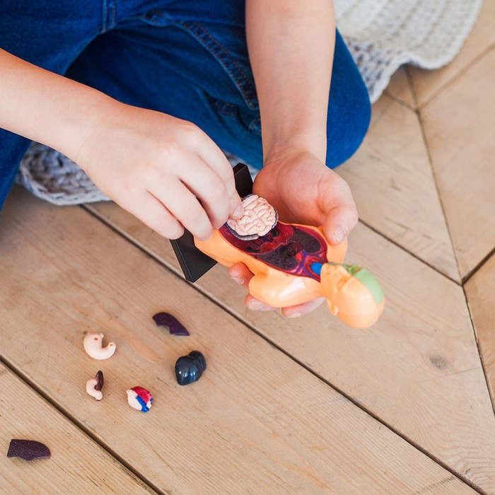 Набор для опытов &laquo;Анатомия человека&raquo;