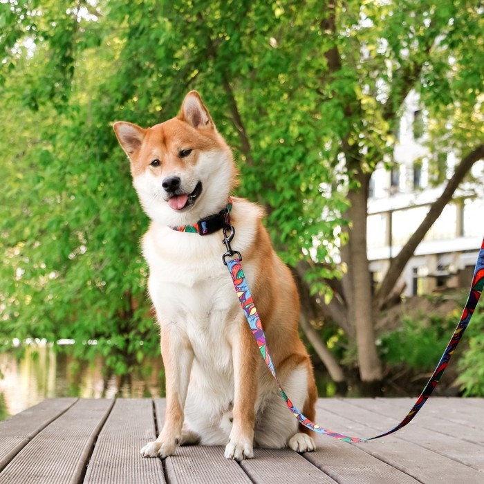 Ошейник &laquo;Невозможно слиться с улицей&raquo;, застёжка - фастекс, 2.5 см, 40-55 см