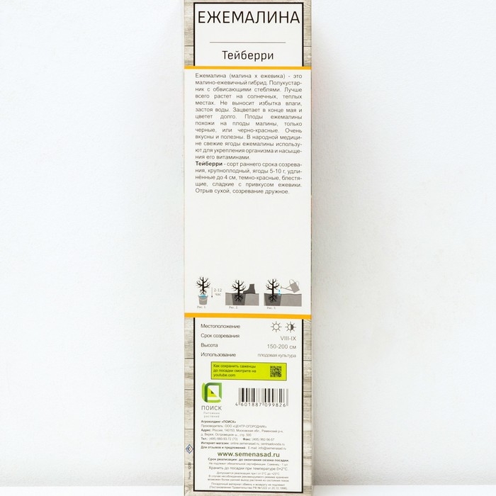 Ежемалина (Ежевика) "Тейберри (малина х ежевика)" 1 шт, туба, Весна 2025