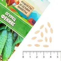 Семена Огурец &laquo;Феникс&raquo;, пчелоопыляемый, среднеспелый, 0.5 г