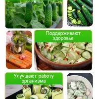 Семена Огурец Китайские змеи пчелоопыляемый плетистый ( 10 шт семян)