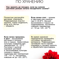 Георгина Декоративная BANTLING, клубелуковица в упаковке, р-р I, 1 шт.