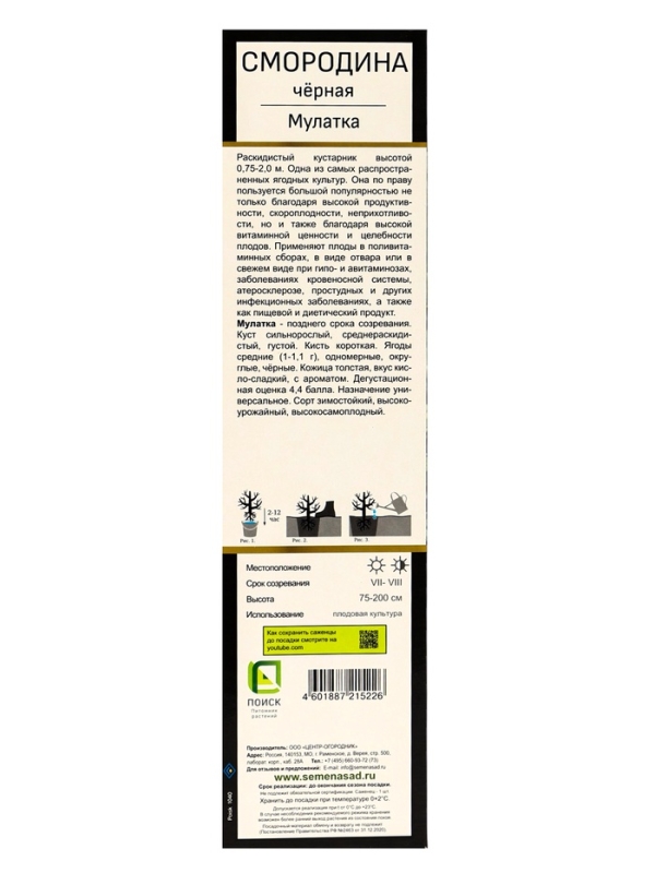 Смородина черная &laquo;Мулатка &raquo;, перспективные сорта, саженец, плодовый, 1 шт., туба