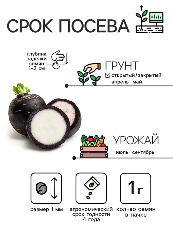 Семена Редька Семена Редька "Зимняя круглая чёрная", среднеспелая, 1 г