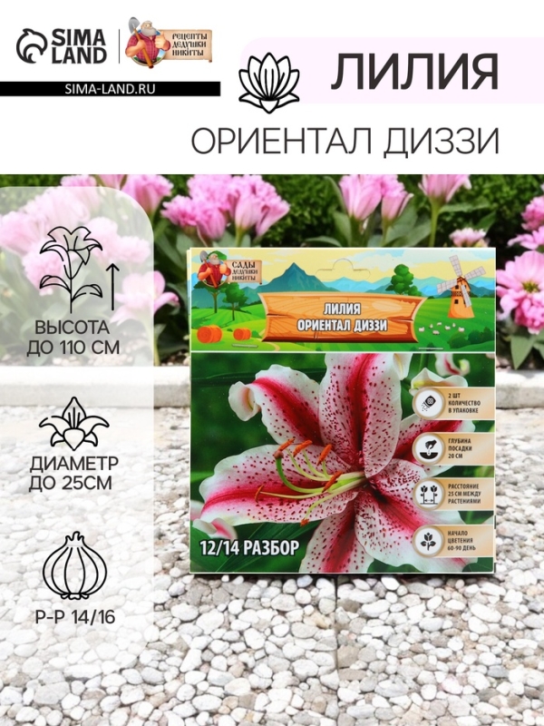 Лилия &laquo;Ориентал Диззи&raquo;, луковица в пакете с перфорацией, р-р 14/16, 2 шт.