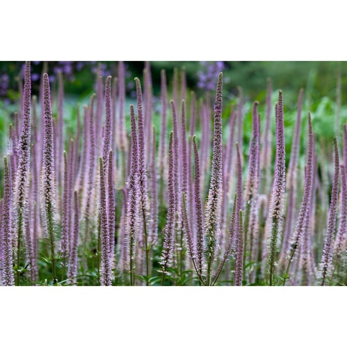 Вероникаструм виргинский Пинк глоу, С3 горшок, Н10-50 высота, 1 шт, Лето 2024 Вероникаструм виргинский Пинк глоу, С3 горшок, Н10-50 высота, 1 шт, Лето 2024