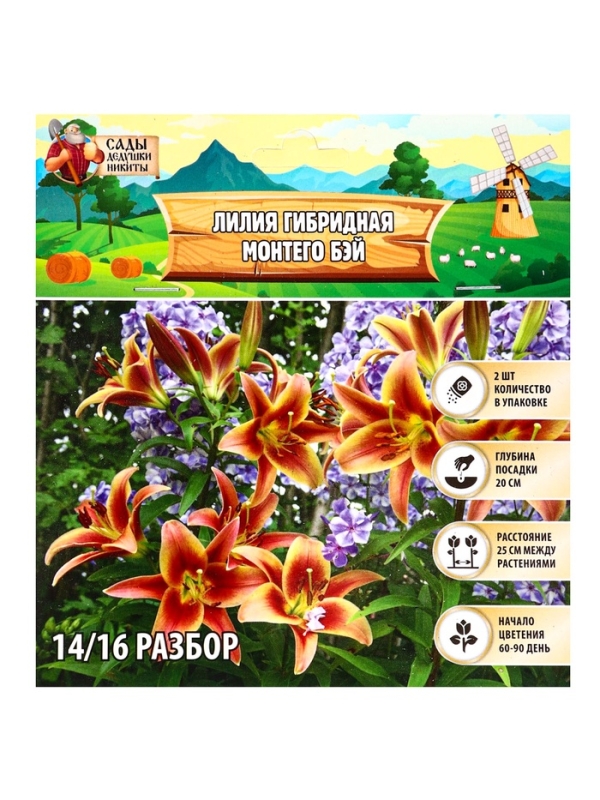 Лилия гибридная &laquo;Монтего Бэй&raquo;, луковица в пакете с перфорацией, р-р 14/16, 2 шт.
