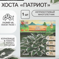 Хоста &laquo;Патриот&raquo;, корневище в пакете с торфогрунтом, р-р I, 1 шт.