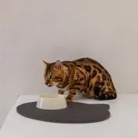 Миска пластиковая 300 мл, бежевая