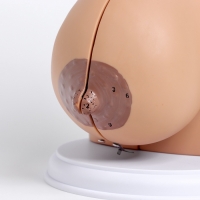 Макет "Женская грудь в разрезе" 18*13*13см Макет "Женская грудь в разрезе" 18*13*13см