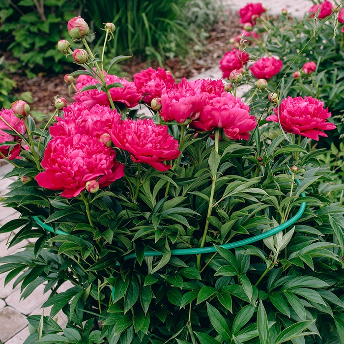 Кустодержатель, d = 40 см, h = 70 см, ножка d = 1 см, металл, зелёный, троеножка Кустодержатель, d = 40 см, h = 70 см, ножка d = 1 см, металл, зелёный, троеножка