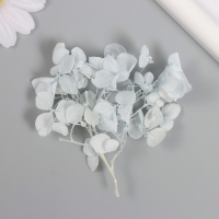 Сухоцвет "Гортензия" нежно-голубой h=6-6,5 см Сухоцвет "Гортензия" нежно-голубой h=6-6,5 см