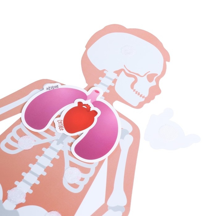 Игра на липучках &laquo;Моё тело&raquo;, анатомия