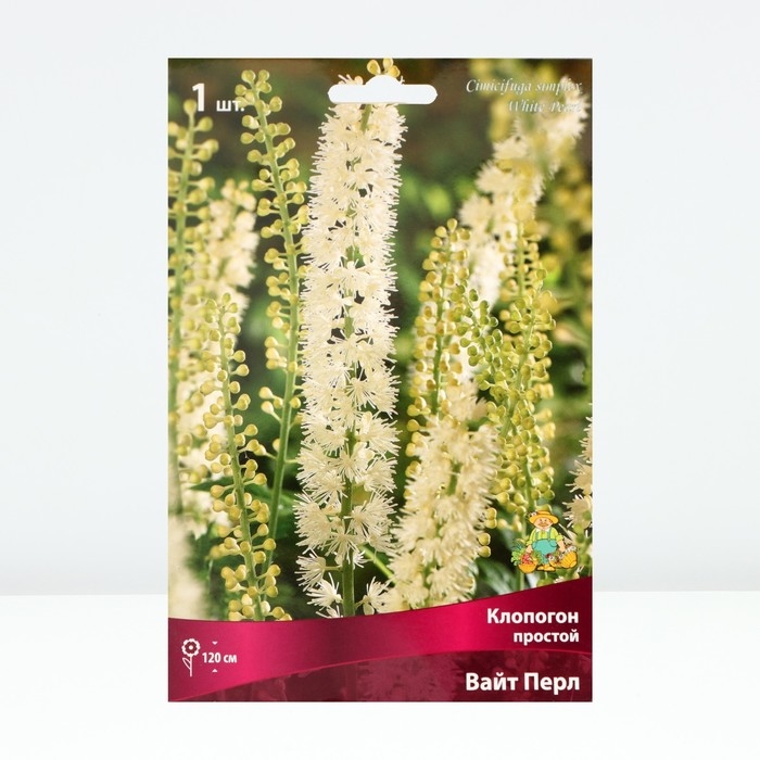 Клопогон простой Вайт Пёрл, р-р I, 1 шт, Весна 2025 Клопогон простой Вайт Пёрл, р-р I, 1 шт, Весна 2025