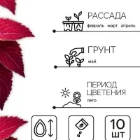 Семена цветов Колеус Визард Вельвет ред, 10шт