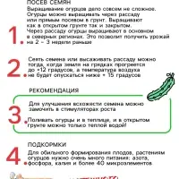 Семена Огурец "Хрустик", 0,5 г