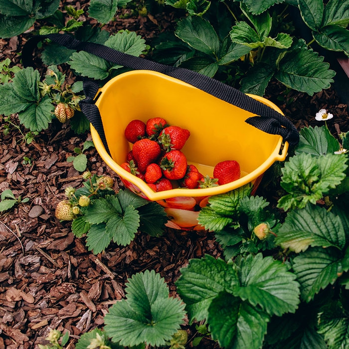 Ёмкость для сбора ягод, 3 л, &laquo;Яблочки&raquo;, жёлтая