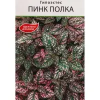 Набор семян Гипоэстес "Пинк Полка",  5 шт.
