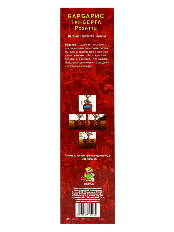 Барбарис Тунберга «Розетта» ,саженец, 1 шт., туба Барбарис Тунберга «Розетта» ,саженец, 1 шт., туба