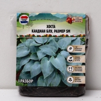 Хоста Canadian Blue, корневище в пакете с торфогрунтом, р-р I, размер SM,1 шт.