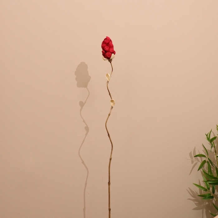 Сухоцвет на бамбуковом стебле 150 см красный Сухоцвет на бамбуковом стебле 150 см красный