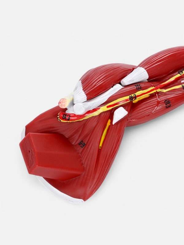 Макет Макет "Рука, мышечное строение" 38см