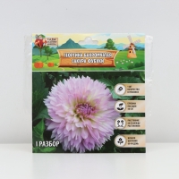 Георгина Бахромчатая SAKURA FUBUKI, клубелуковица в упаковке, р-р I, 1 шт.