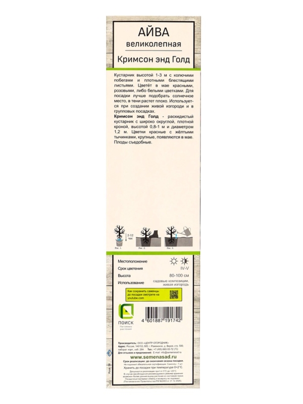 Айва великолепная (Хеномелес) &laquo;Кримсон энд Голд&raquo;, саженец, туба, 1 шт.
